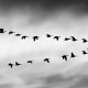 Birds flying together in formation and led from the front